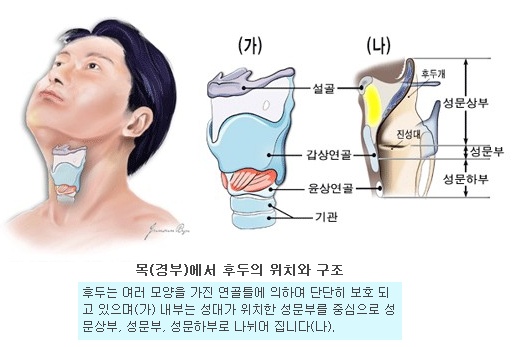 윤상인두근육