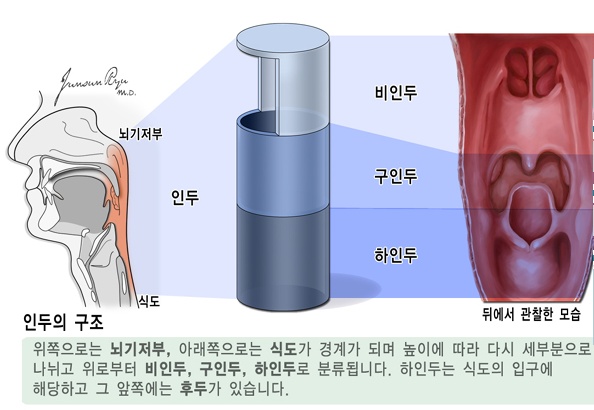 윤상인두근육